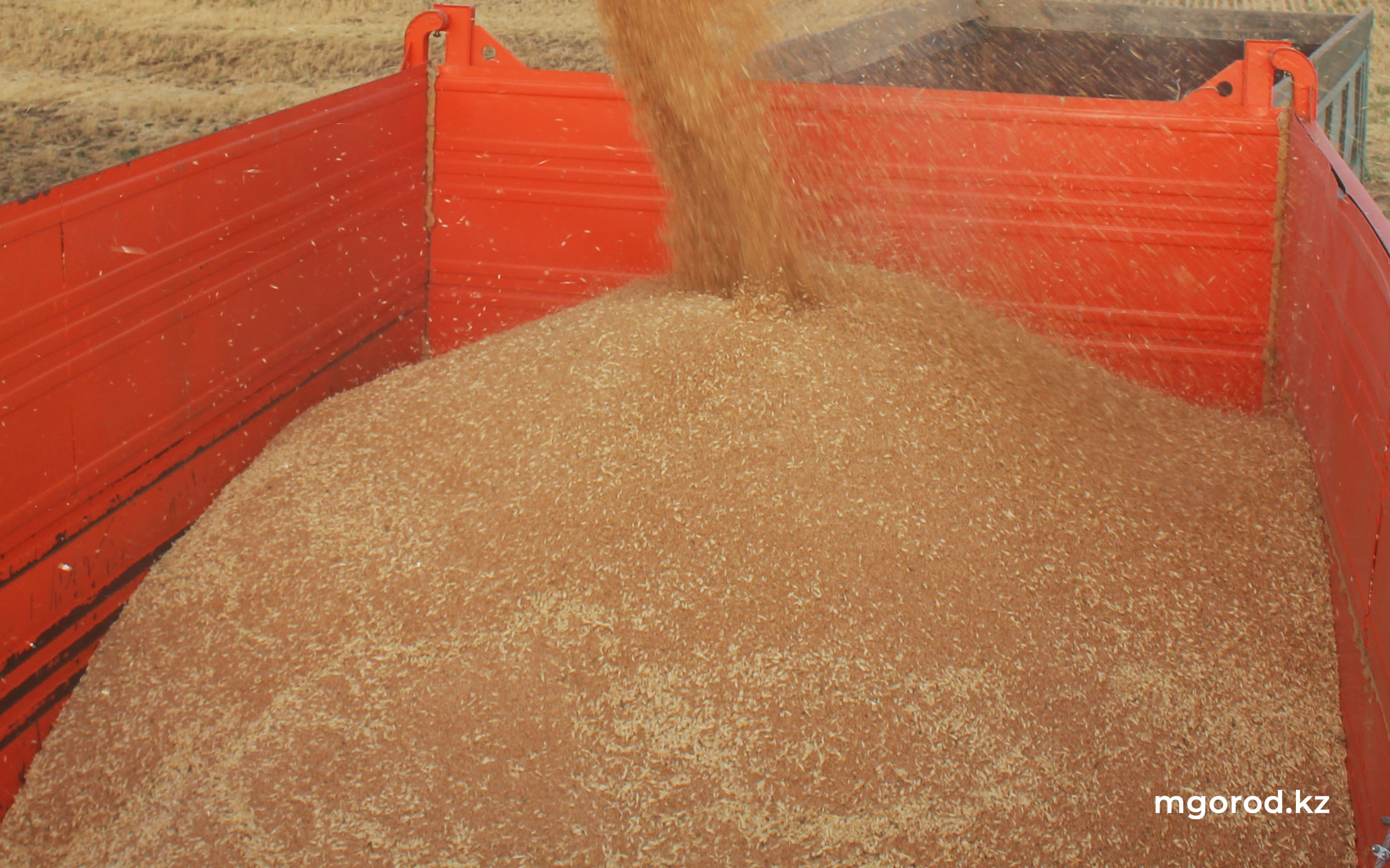 251 тонну контрабандной пшеницы пытались ввезти в ЗКО